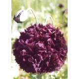 Turkish Bombast Red Somniferum Poppy 200 Seeds  