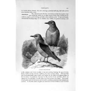   NATURAL HISTORY 1894 95 ROCK THRUSHES BIRDS RING OUZEL