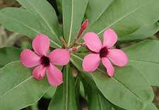 ADENIUM CULTIVARS AND VARIETIES items in Exotic Cactus Collection 