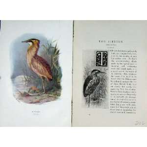    1901 Swaysland Wild Birds Bittern Thorburn Colour: Home & Kitchen