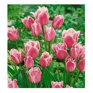  Fringed Family Tulip Seed Pack Patio, Lawn & Garden
