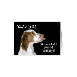 Brittany Spaniel Birthday 38 Card