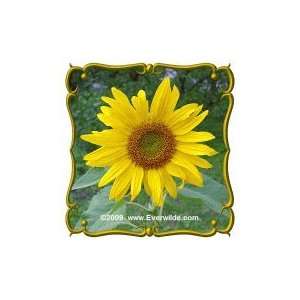   Lb   Annual Sunflower   Bulk Wildflower Seeds: Patio, Lawn & Garden