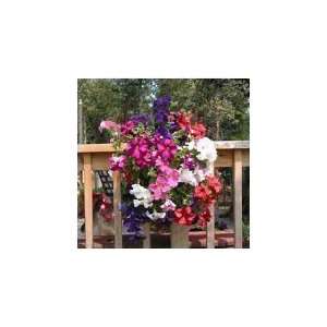  Mixed Petunias   Hanging Saddlebag (3 Pack) Patio, Lawn 