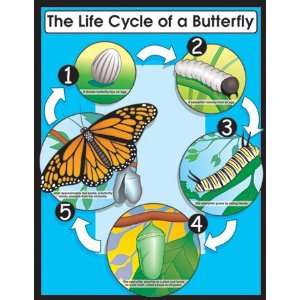  Chartlet The Life Cycle Butterfly: Office Products