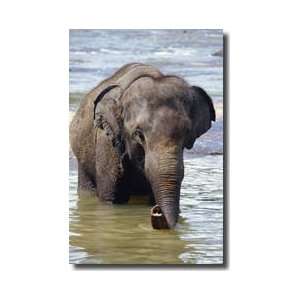 Asian Elephant Pinnawela Sri Lanka Giclee Print 