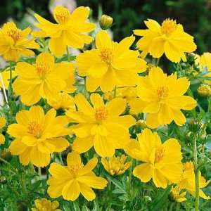  Sulphur Cosmos Seeds Dwarf Lemon Patio, Lawn & Garden