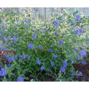   Cland. Longwood Blue   Longwood Blue Bluebeard Patio, Lawn & Garden