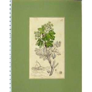  1796 Hand Coloured Acer Campestre Leaves Plant Nature 