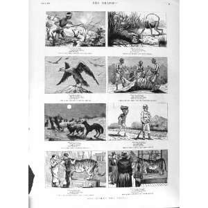  1881 TIGER HUNTING SPORT VULTURE MONKEY JACKAL ANIMALS: Home & Kitchen