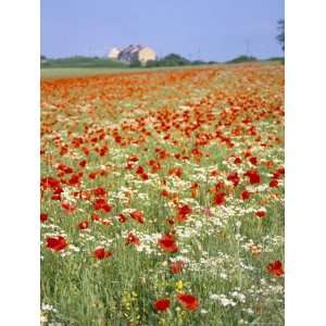 Common Poppies (Papaver Rhoeas) in Field, Northumbria, England, United 