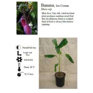  Ice Cream Banana Plant Five Gallon Tree: Patio, Lawn 