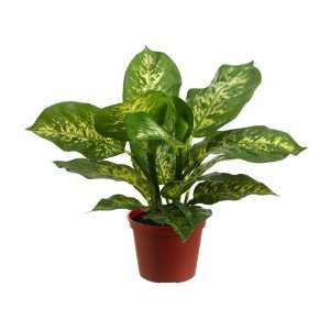  10.5 Real Touch Dieffenbachia Bush w/20 Lvs. in Plastic 