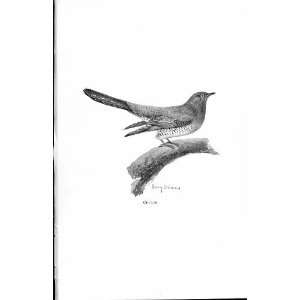  Cuckoo By Stannard Favourite Song Birds 1897