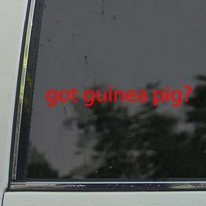  Got Guinea Pig? Red Decal Cavy 4 H Hamster Gerbil Red 