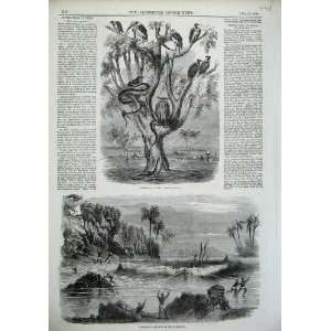   1856 Floods India People Birds Leopard Snake Trees Art: Home & Kitchen