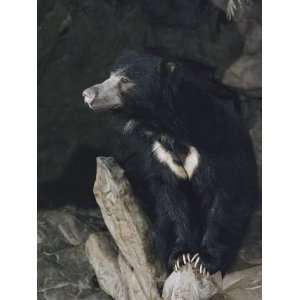  A Sleepy Sloth Bear Takes a Breather Outside its Cave 