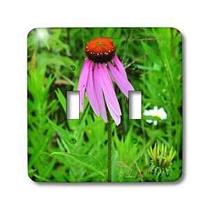 Photography Floral Prints   Coneflower with Downward Petals Coneflower 