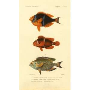  Poissons, Plate 32 by George Cuvier 8x14