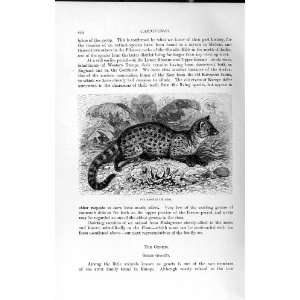   NATURAL HISTORY 1893 94 CARNIVORES RASSE WILD ANIMAL