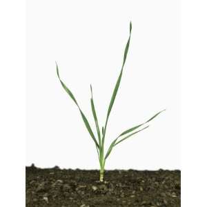  Seedling Wheat Plant at Growth Stage 21 (Triticum Aestivum 