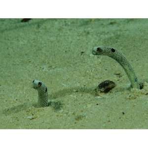  A Pair of Garden Eels Protrude from Their Sea Floor 