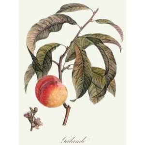  Galande Etching Poiteau, Antoine Pierre Bouquet, Botanical 