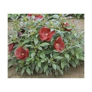    Hibiscus var. Cranberry Crush   Rose Mallow Patio, Lawn & Garden