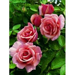  Tournament of Roses (Rosa Grandiflora)   Bare Root Rose 