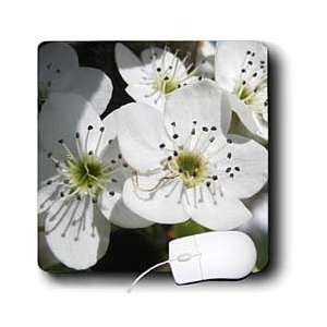  Patricia Sanders Flowers   White Flowering Tree Floral 