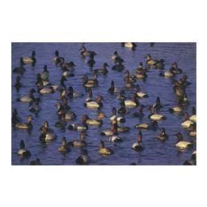   Ducks, Ducks & Loons Note Card by Tupper Blake, 7x5
