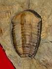 fossil trilobite ellipsocephalus hoffi jince fm eh036 expedited 