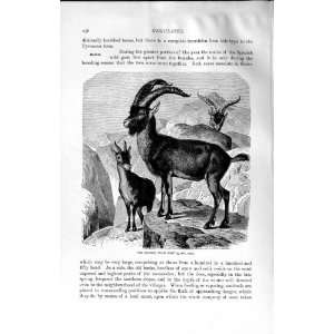 SPANISH WILD GOAT NATURAL HISTORY 1894 MOUNTAIN ANIMAL