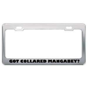 Got Collared Mangabey? Animals Pets Metal License Plate Frame Holder 