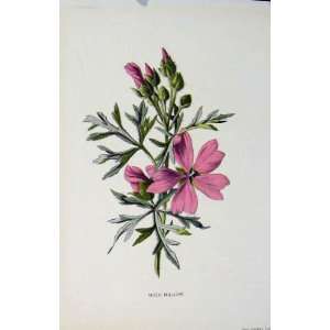  Musk Mallow Wild Flower Antique Print C1883 Editorial 