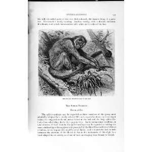  NATURAL HISTORY 1893 94 WOOLLY SPIDER MONKEY ANIMAL
