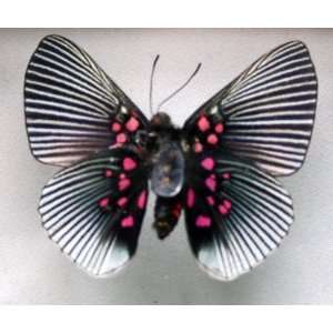  Blue Rayed Metal Mark Butterfly with Pink Spots 