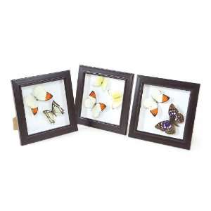  Pack of 6 Chic Botanical Decorative Butterflies Framed 