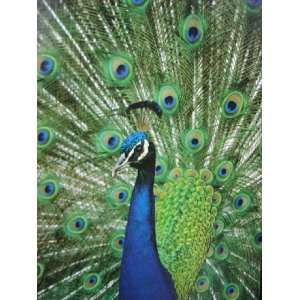  National Geographic 1000pcs Peacock India Toys & Games