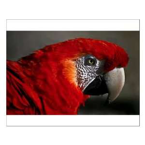  Small Poster Scarlet Macaw   Bird 