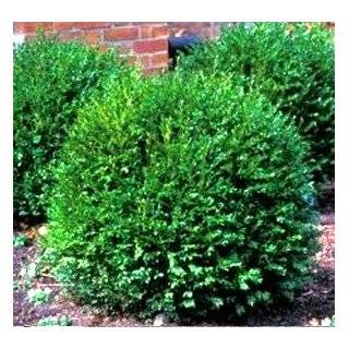  Green Gem Boxwood   Buxus   Compact Hedge/Shrub/Bonsai 