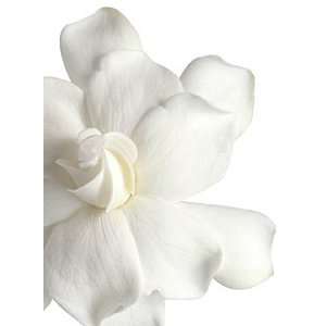  Background Cards White Gardenia