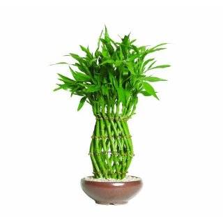    Brussels DT0137LB5C Lucky Bamboo Plant Patio, Lawn & Garden