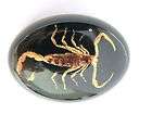 Insect Cabochon (Oval 30x40 mm   on Black)   Golden Scorpion  5 