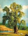   VARI VUE Lenticular 3 D Picture WEEPING WILLOW TREE 8 by 10 Inches