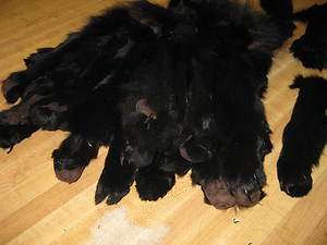 Large Tanned Fox Paw Black / Coon / Fur / Crafts  