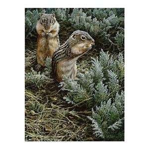   Lester   Morning Forage Ground Squirrel Artists Proof