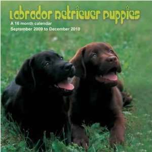 Labrador Retriever Puppies 2010 Wall Calendar:  Sports 