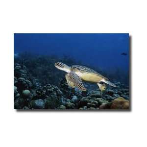  Green Sea Turtle Ii Bonaire Island Netherlands Antilles 