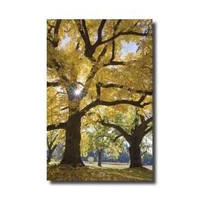 Stewart Park Walnut Trees Iii Giclee Print 
